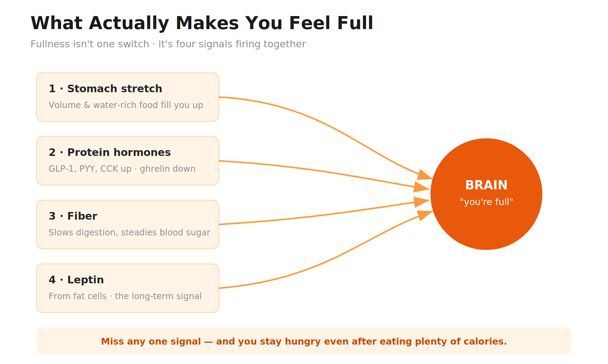 Diagram showing the body's fullness signals — stomach stretch, protein-triggered gut hormones, fiber slowing digestion, and leptin — all sending 'you're full' messages to the brain